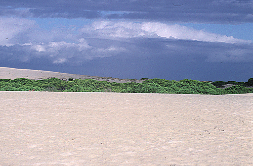 Wanderdünen in Doñana, 2007